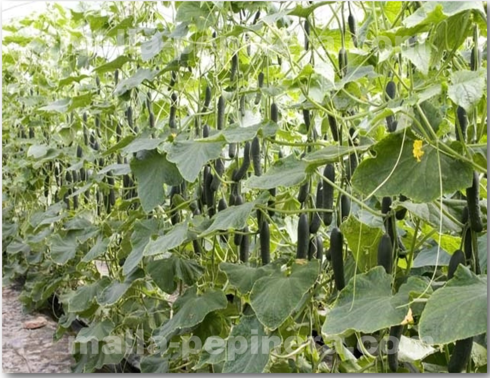 Tutorado vertical en cultivo de pepino