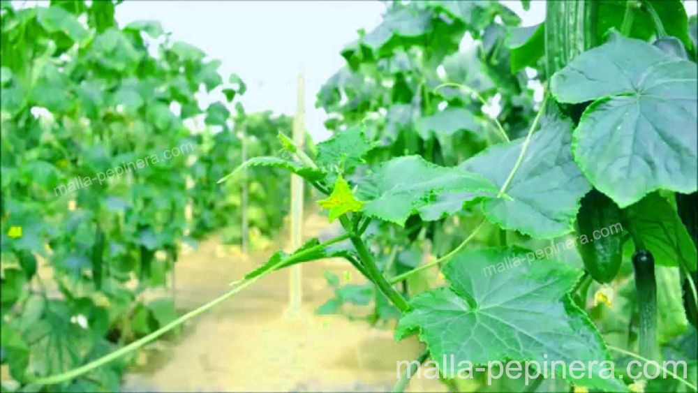 Cultivo de pepino entutorado con HORTOMALLAS.