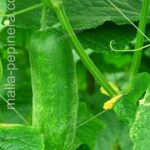 pepino-malla-planta